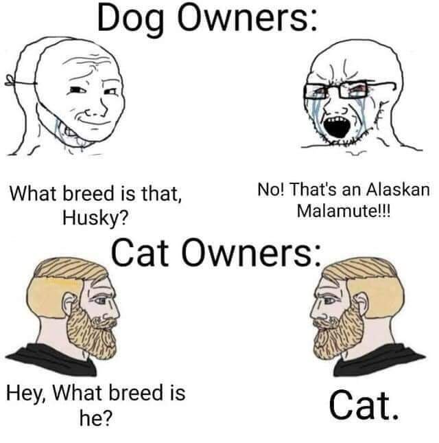 Memes about Cat owners