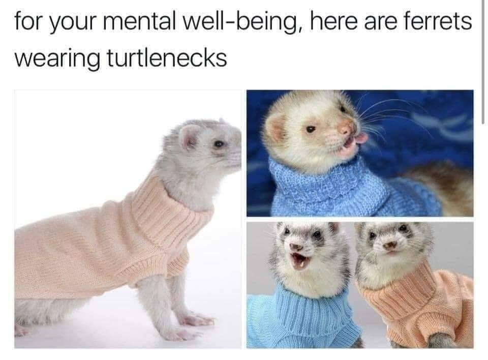 Memes Ferrets wearing turtlenecks sweaters