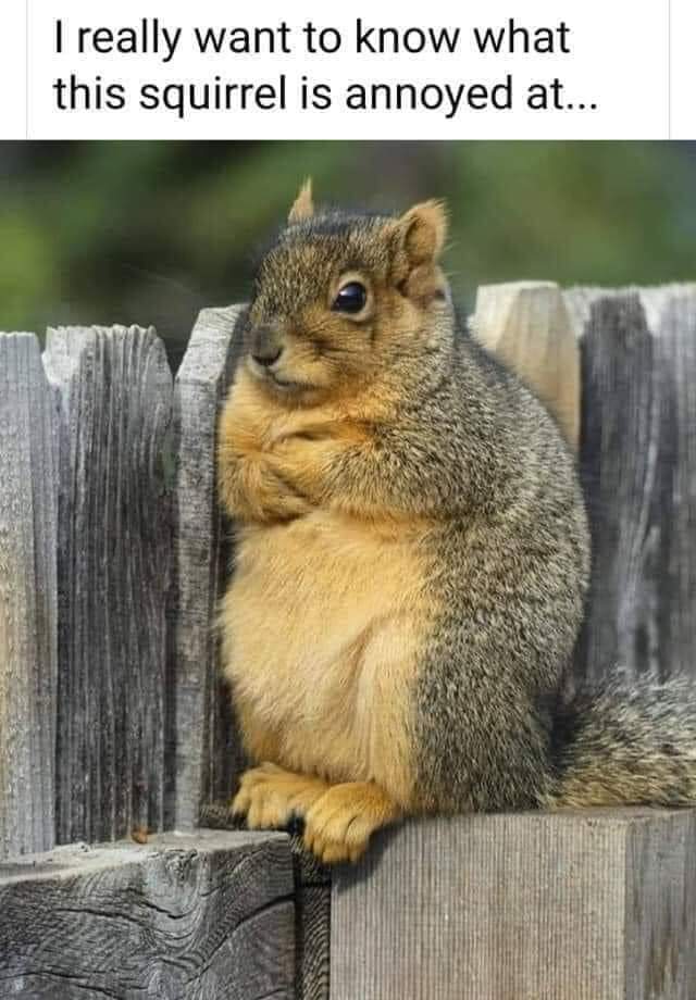 Memes Annoyed squirrel