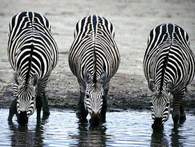 Zebras drinking water 