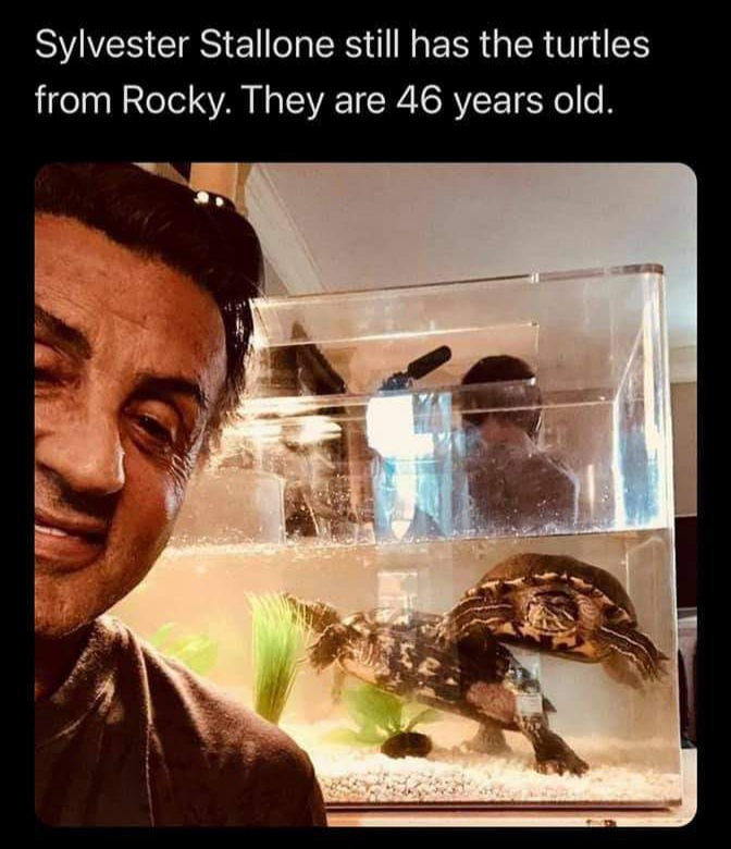 Memes Sylvester Stallone rocky Turtles 