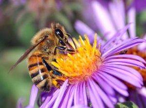 Fun facts about bees