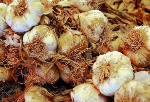 Fun facts about garlic 