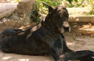 Fun facts about great dane dogs 
