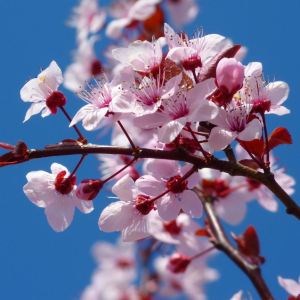 Fun facts about Japanese sakura trees 