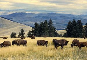 Fun facts about American bison 