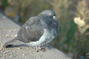 Fun facts about pigeons 