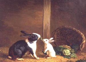 Fun facts about rabbits 