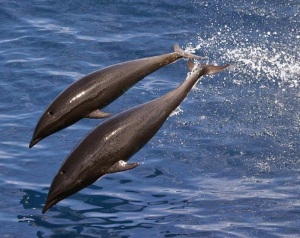 Fun facts about dolphins 