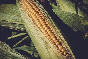 Fun facts about corn