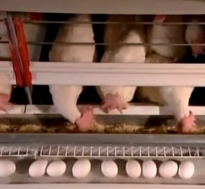Chicken egg production How it's made tv series 