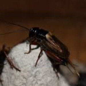 Fun facts about crickets 