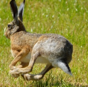 Fun facts about bunnies rabbits 