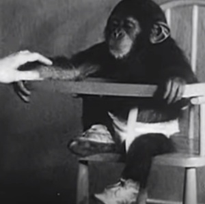 Fun facts about chimpanzees 