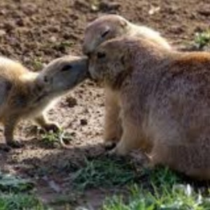 Fun facts about prairie dogs 