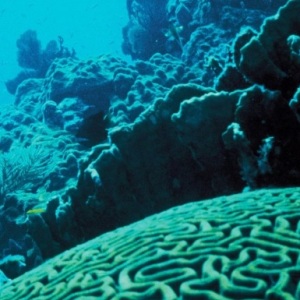 Fun facts about reefs
